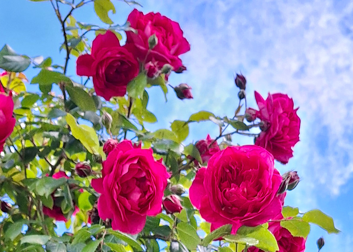 Pink roses on a blue sky background. Photo: Maria Julia Klein