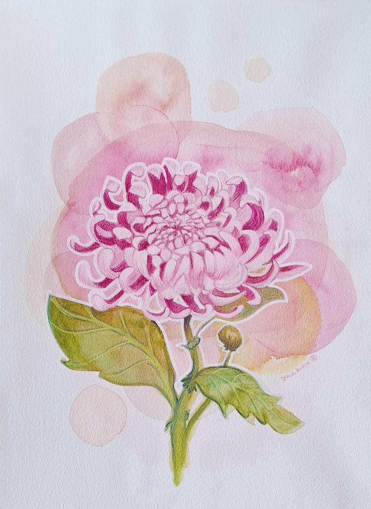 Chrysanthemum, Watercolours and Pencils